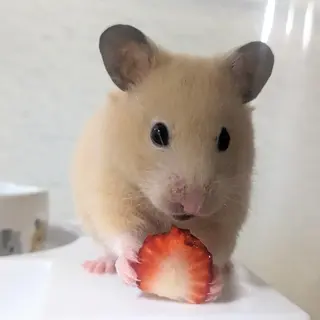 りんどう のプロフィール画像